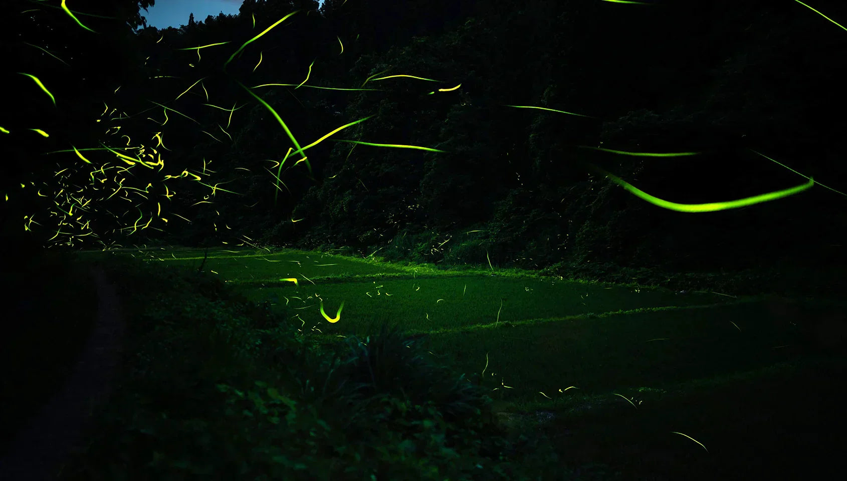 Following the Fireflies