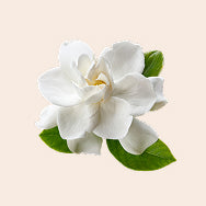 White Flowers